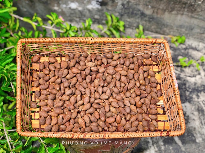 Loại hạt lộc trời 4 năm mới có, làm thức uống đánh bay cái nóng mùa hè - 1 Loại hạt lộc trời 4 năm mới có, làm thức uống đánh bay cái nóng mùa hè - 1