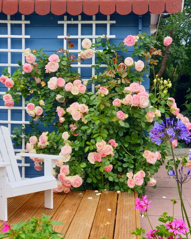 Mãn nhãn nhà vườn triệu bông hồng đẹp như cổ tích của mẹ Việt ở Đức - 4