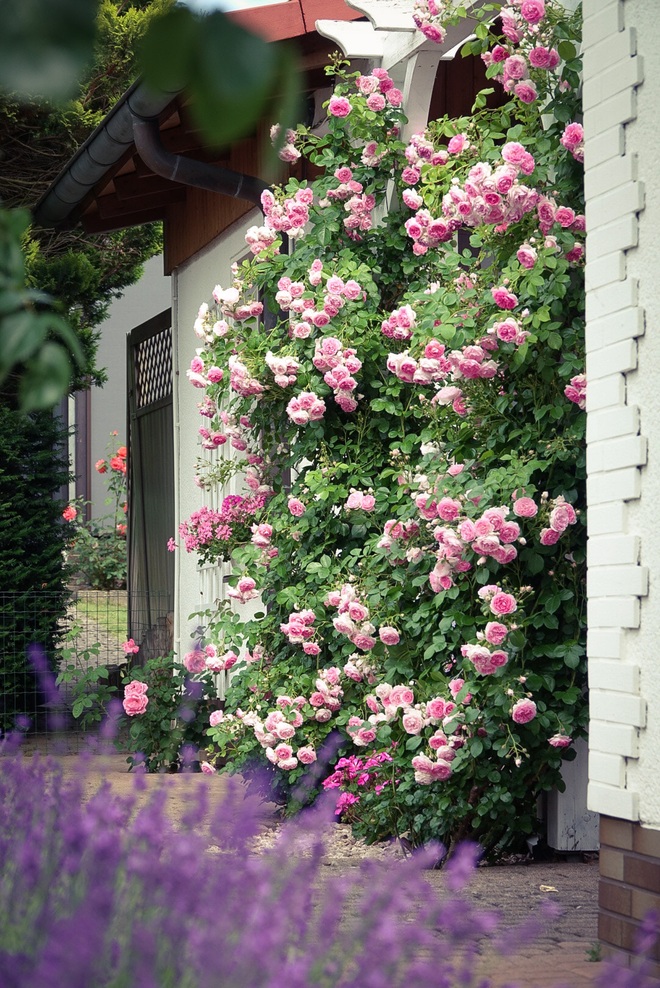 Mãn nhãn nhà vườn triệu bông hồng đẹp như cổ tích của mẹ Việt ở Đức - 2