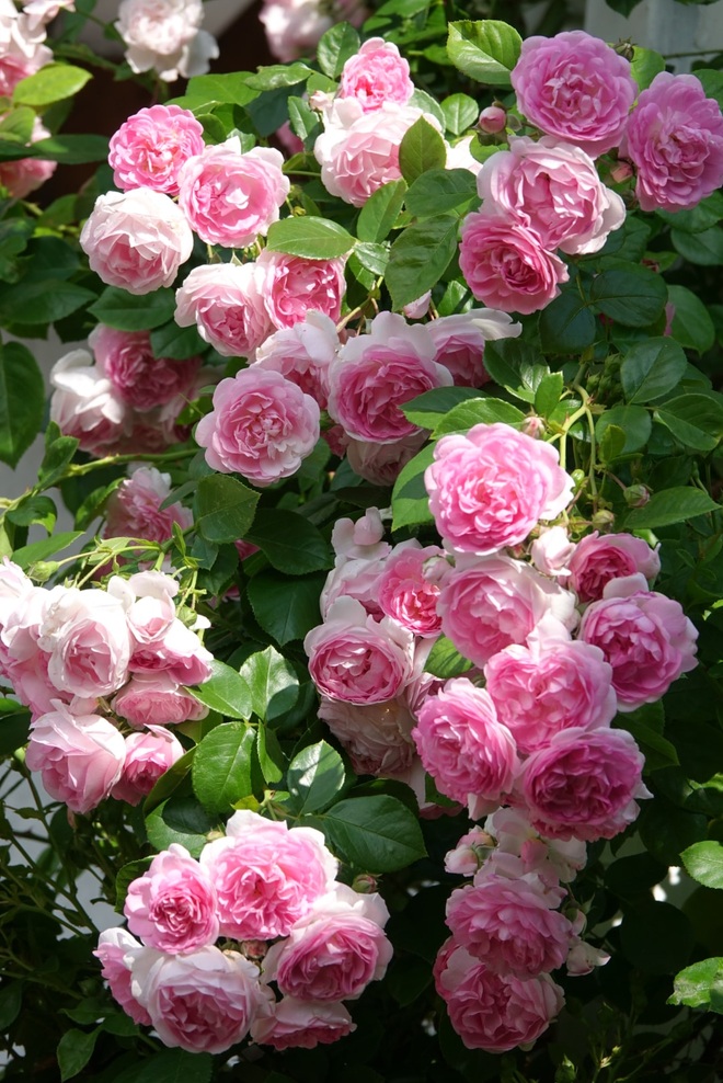 Mãn nhãn nhà vườn triệu bông hồng đẹp như cổ tích của mẹ Việt ở Đức - 6