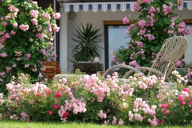 Mãn nhãn nhà vườn triệu bông hồng đẹp như cổ tích của mẹ Việt ở Đức - 1