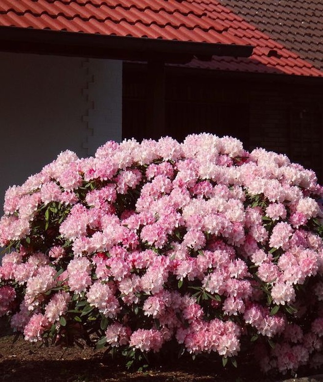 Mãn nhãn nhà vườn triệu bông hồng đẹp như cổ tích của mẹ Việt ở Đức - 8