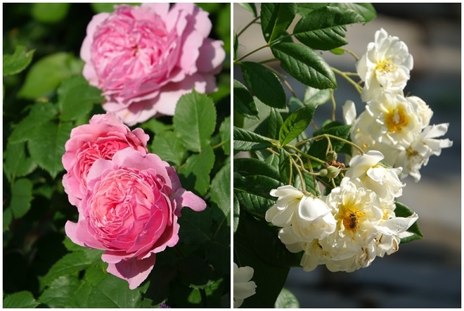 Mãn nhãn nhà vườn triệu bông hồng đẹp như cổ tích của mẹ Việt ở Đức - 5