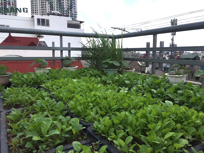 Vườn rau sân thượng: Sân thượng của bạn có thể được biến thành một khu vườn rau để tự tay trồng và thu hoạch rau sạch. Dành thời gian để trồng và chăm sóc các loại rau khác nhau, bạn sẽ có được một nguồn rau tươi sạch cho bữa ăn hàng ngày của bạn.