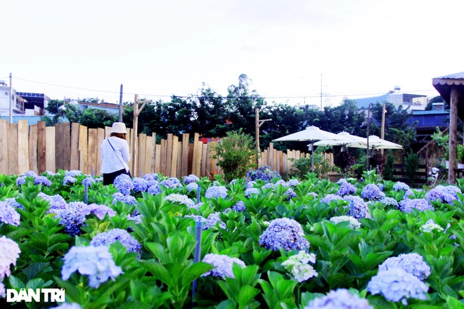 Fascinated with the hydrangea garden of the photographer 9X - 11