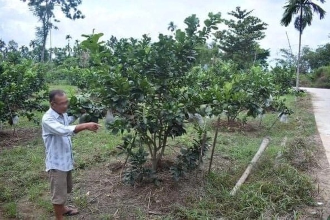 Nghi án hái trộm bưởi, bị chủ vườn chém tử vong - 1