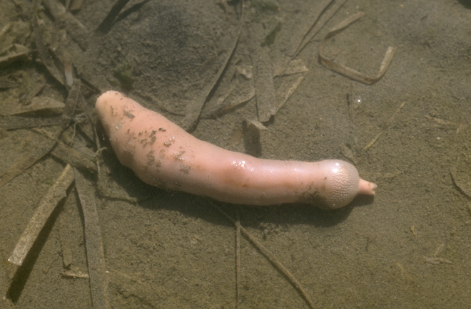 Kỳ lạ loài sinh vật có ngoại hình giống bộ phận nhạy cảm của đàn ông Penis-worm-1630193362318