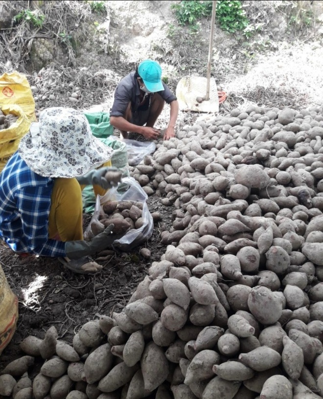 Lần đầu nông dân bán hàng trăm tấn nông sản trên sàn thương mại điện tử - 4 Lần đầu nông dân bán hàng trăm tấn nông sản trên sàn thương mại điện tử - 4