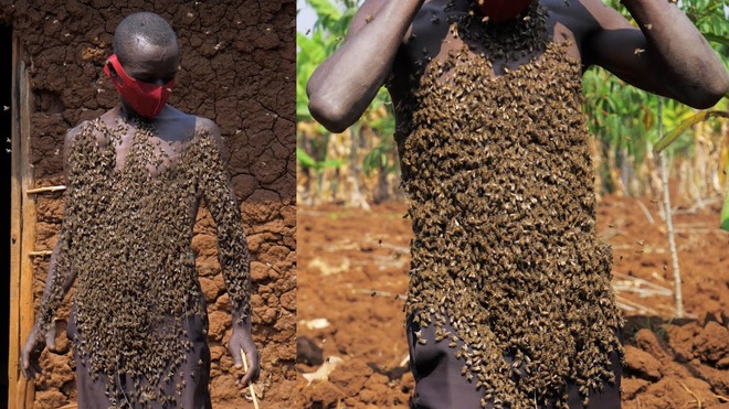 Miles de abejas se aferran a las personas, el rey de las abejas asegura no haber sido picado nunca - 1