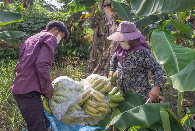 Lào Cai thông đường cho hàng nghìn tấn chuối tươi sang Trung Quốc - 2