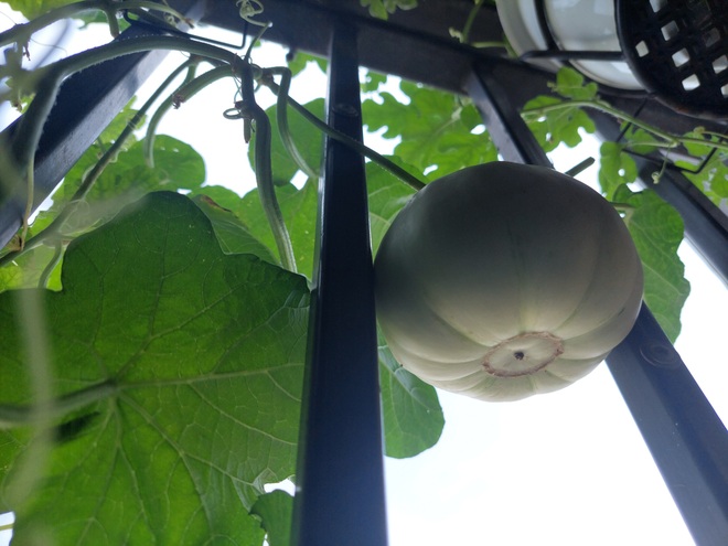 Mẹ đảm Hà Nội biến ban công 6m2 thành vườn rau, trái giữa mùa dịch - 11