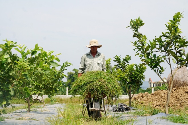 Lão gàn U50 đánh thức vùng chiêm trũng, thu hàng trăm triệu đồng mỗi năm - 2