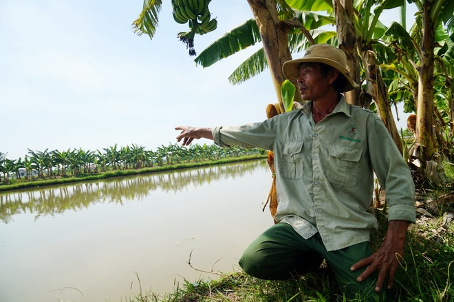 Lão gàn U50 đánh thức vùng chiêm trũng, thu hàng trăm triệu đồng mỗi năm - 3