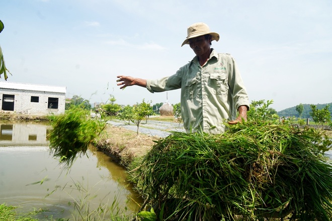 Lão gàn U50 đánh thức vùng chiêm trũng, thu hàng trăm triệu đồng mỗi năm - 5