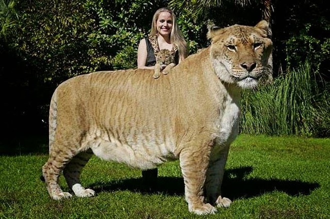 Con lai giữa sư tử và hổ nặng gần 420 kg - 1