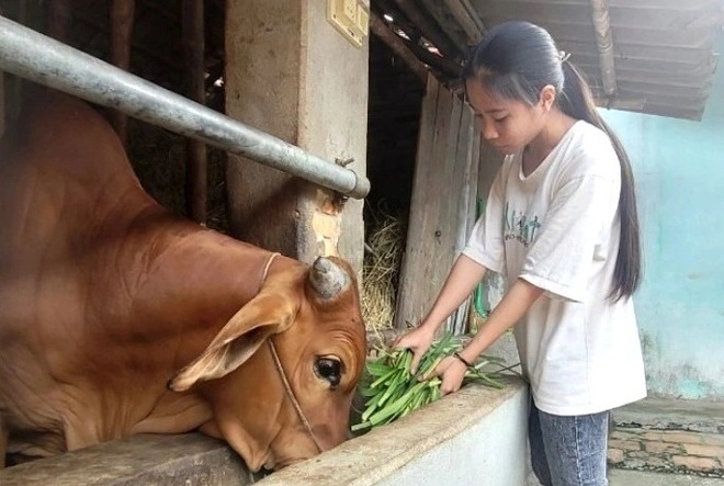 Tuổi thơ cơ cực của cô gái mồ côi chăn bò ước mơ tới Trường ĐH Ngoại thương - 3
