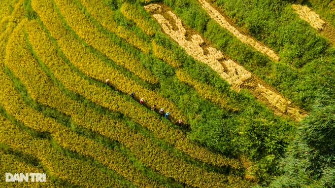 Mùa gặt hạt vàng trên những thửa ruộng bậc thang Sa Pa - 5 Mùa gặt hạt vàng trên những thửa ruộng bậc thang Sa Pa - 5