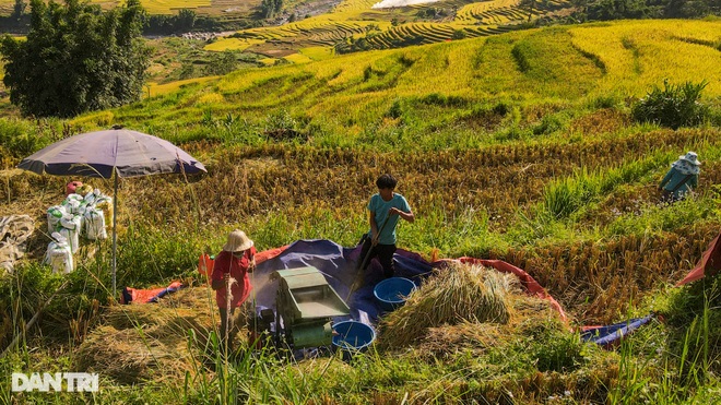 Mùa gặt hạt vàng trên những thửa ruộng bậc thang Sa Pa - 2 Mùa gặt hạt vàng trên những thửa ruộng bậc thang Sa Pa - 2