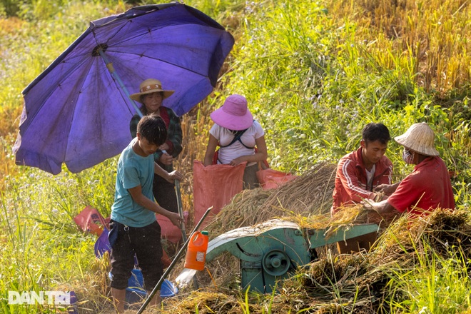Mùa gặt hạt vàng trên những thửa ruộng bậc thang Sa Pa - 3 Mùa gặt hạt vàng trên những thửa ruộng bậc thang Sa Pa - 3