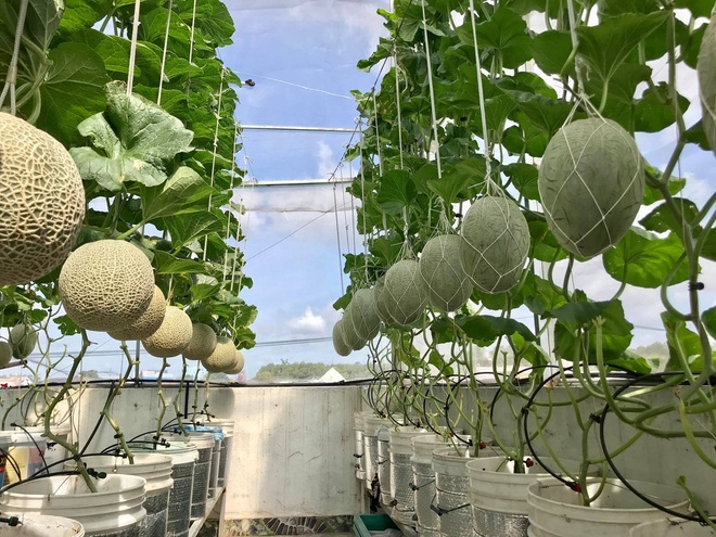 Loạt gia đình ở Việt Nam đưa vườn trái cây lên cao, thu hoạch cả tạ/năm - 6 Loạt gia đình ở Việt Nam đưa vườn trái cây lên cao, thu hoạch cả tạ/năm - 6