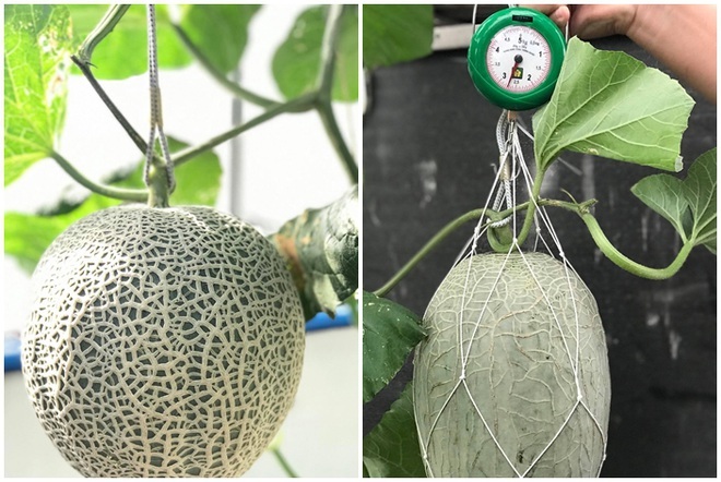 Loạt gia đình ở Việt Nam đưa vườn trái cây lên cao, thu hoạch cả tạ/năm - 10 Loạt gia đình ở Việt Nam đưa vườn trái cây lên cao, thu hoạch cả tạ/năm - 10