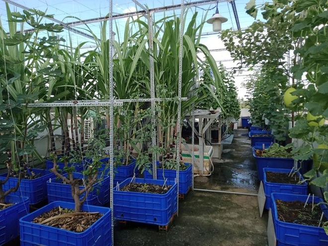 Loạt gia đình ở Việt Nam đưa vườn trái cây lên cao, thu hoạch cả tạ/năm - 11 Loạt gia đình ở Việt Nam đưa vườn trái cây lên cao, thu hoạch cả tạ/năm - 11