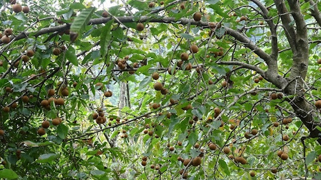 Mắc cọp, loại quả đặc sản của vùng cao Tây Bắc - 3 Mắc cọp, loại quả đặc sản của vùng cao Tây Bắc - 3