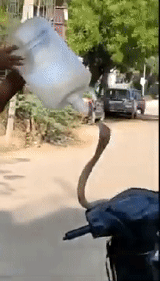 Rùng mình cảnh rắn hổ mang trồi ra từ đầu xe máy - 2 Rùng mình cảnh rắn hổ mang trồi ra từ đầu xe máy - 2