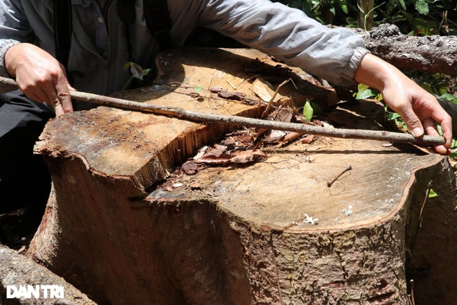 Liên tục bị mất rừng, Tỉnh ủy Phú Yên chỉ đạo kiểm tra xử lý nghiêm cán bộ - 3