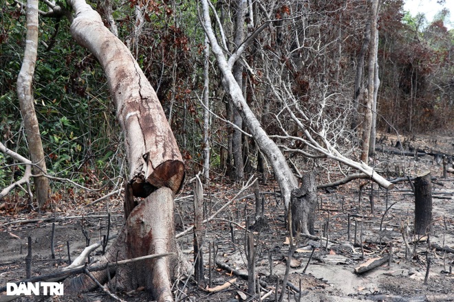 Liên tục bị mất rừng, Tỉnh ủy Phú Yên chỉ đạo kiểm tra xử lý nghiêm cán bộ - 4