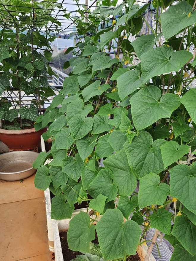 Chăm cháu ăn dặm, bà nội Vũng Tàu làm vườn rau trái sum suê trên nóc nhà - 7 Chăm cháu ăn dặm, bà nội Vũng Tàu làm vườn rau trái sum suê trên nóc nhà - 7