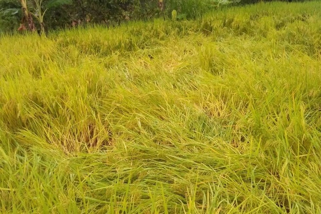 Sạt lở, mưa lũ lớn, Kon Tum sơ tán hàng chục hộ dân - 4 Sạt lở, mưa lũ lớn, Kon Tum sơ tán hàng chục hộ dân - 4