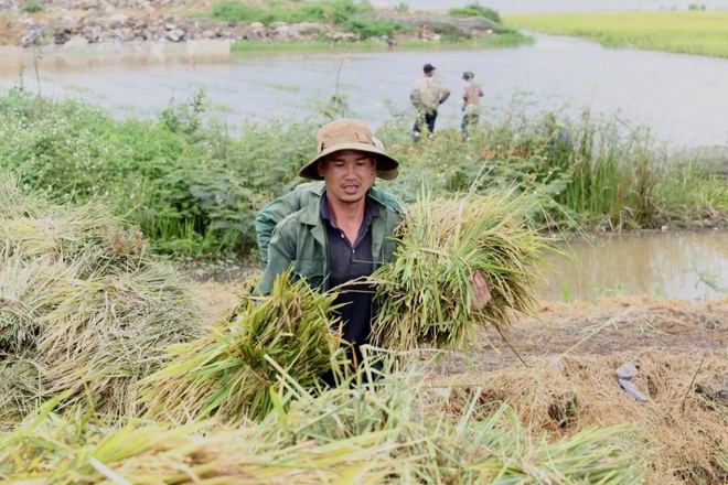 Nông dân ngâm mình trong biển nước hối hả gặt lúa sớm chạy lũ - 5