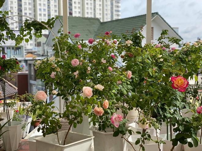 Vườn hồng rực rỡ, giàn mướp sai trĩu giữa mùa dịch của mẹ đảm tại TPHCM - 4 Vườn hồng rực rỡ, giàn mướp sai trĩu giữa mùa dịch của mẹ đảm tại TPHCM - 4
