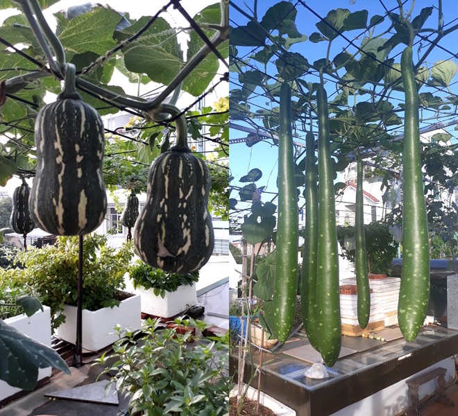 Chăm cháu ăn dặm, bà nội Vũng Tàu làm vườn rau trái sum suê trên nóc nhà - 3 Chăm cháu ăn dặm, bà nội Vũng Tàu làm vườn rau trái sum suê trên nóc nhà - 3