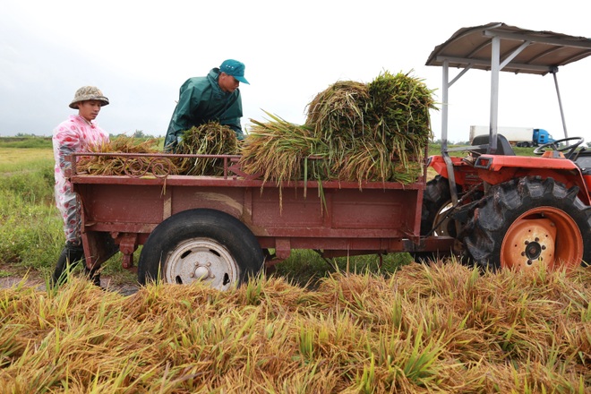 Quảng Trị: Sau bão, lúa mọc mầm, người dân lội nước vớt lúa - 11