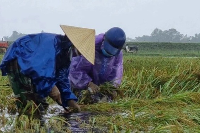 Quảng Trị: Sau bão, lúa mọc mầm, người dân lội nước vớt lúa - 2