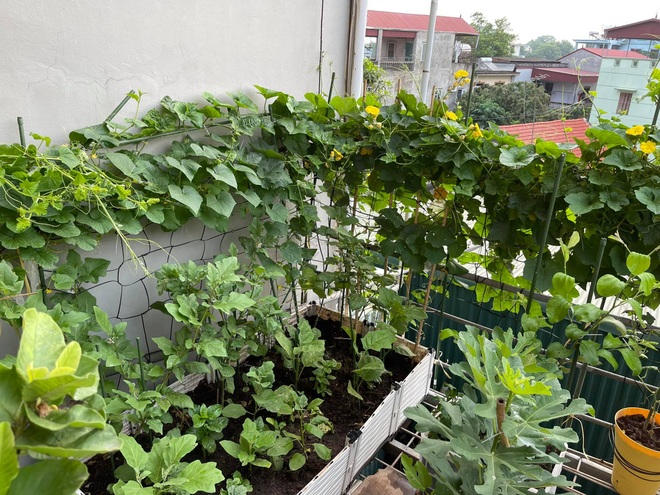 Gia cố mái tôn, vợ chồng ở Hà Nội biến thành siêu thị rau tại gia - 2 Gia cố mái tôn, vợ chồng ở Hà Nội biến thành siêu thị rau tại gia - 2