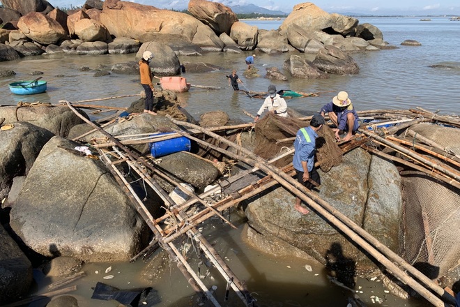 Cá chết trắng sau mưa lũ, ngư dân Quảng Ngãi ngậm ngùi đào hố chôn tiền tỷ - 4