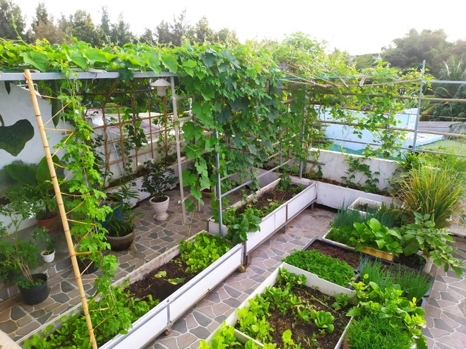 Không gian xanh mướt như góc du lịch miễn phí của gia đình ở Bình Thuận - 5 Không gian xanh mướt như góc du lịch miễn phí của gia đình ở Bình Thuận - 5