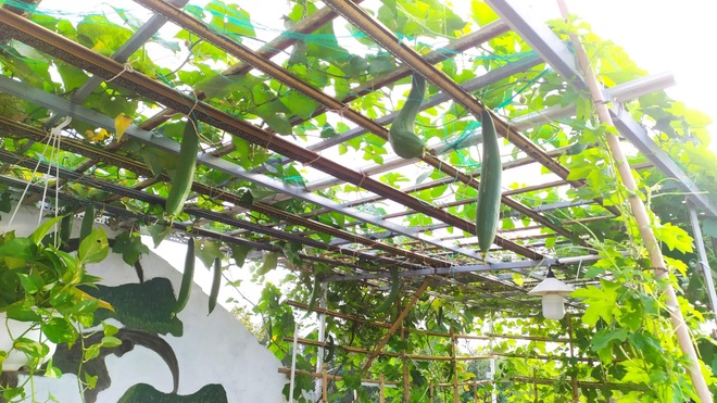 Không gian xanh mướt như góc du lịch miễn phí của gia đình ở Bình Thuận - 8 Không gian xanh mướt như góc du lịch miễn phí của gia đình ở Bình Thuận - 8