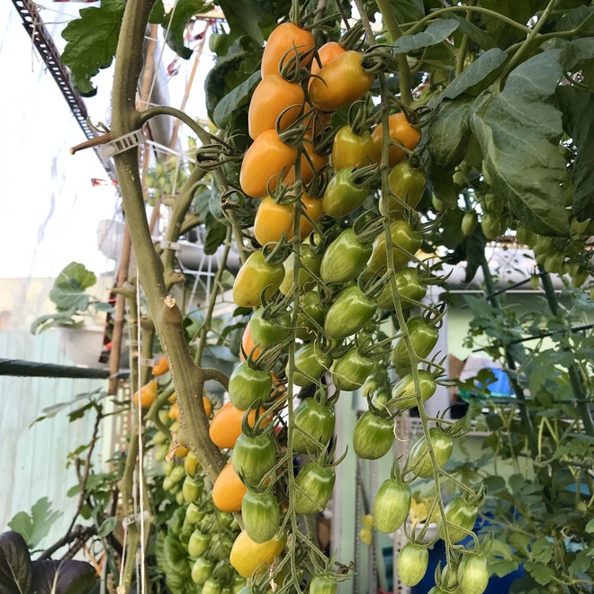 Kinh nghiệm trồng cà chua sai trĩu trên sân thượng của nữ gia chủ Đà Nẵng - 3