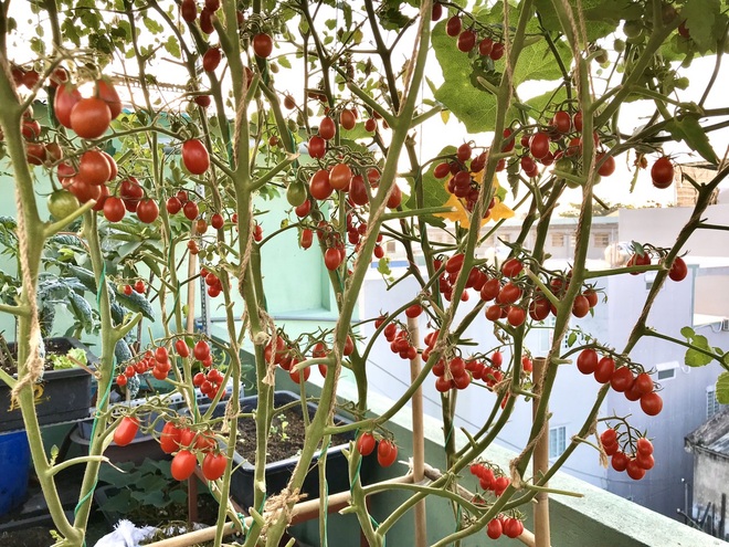 Kinh nghiệm trồng cà chua sai trĩu trên sân thượng của nữ gia chủ Đà Nẵng - 7