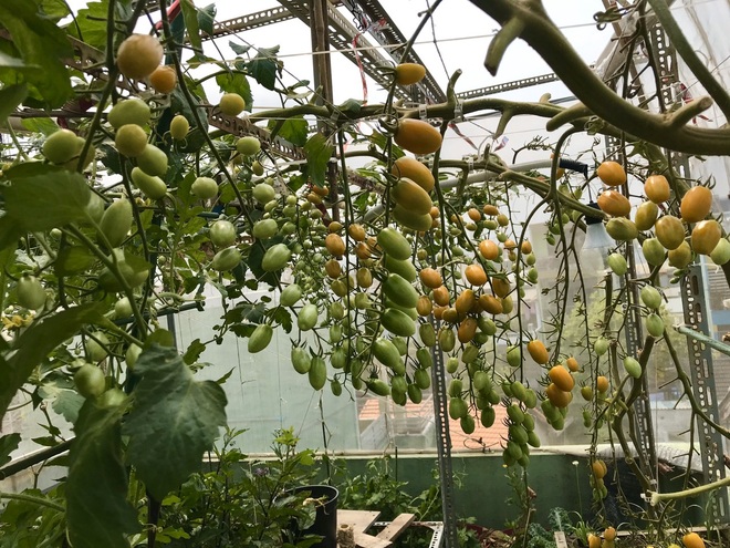 Kinh nghiệm trồng cà chua sai trĩu trên sân thượng của nữ gia chủ Đà Nẵng - 1