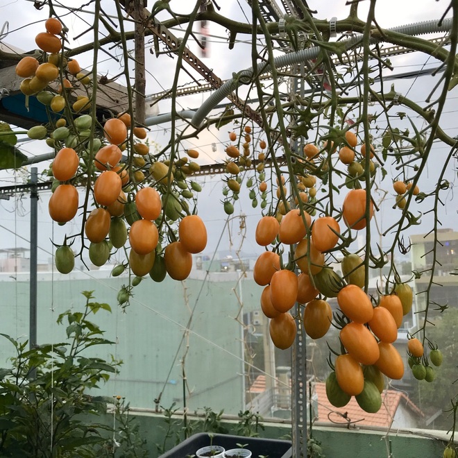 Kinh nghiệm trồng cà chua sai trĩu trên sân thượng của nữ gia chủ Đà Nẵng - 4
