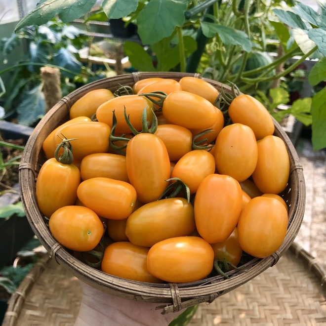 Kinh nghiệm trồng cà chua sai trĩu trên sân thượng của nữ gia chủ Đà Nẵng - 6