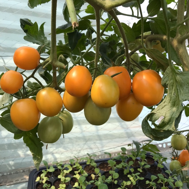 Kinh nghiệm trồng cà chua sai trĩu trên sân thượng của nữ gia chủ Đà Nẵng - 10