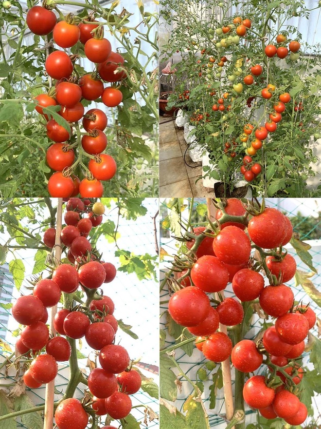 Anh nông dân trồng dưa lưới trên sân thượng giữa Sài Gòn, thu cả tạ trái - 9 Anh nông dân trồng dưa lưới trên sân thượng giữa Sài Gòn, thu cả tạ trái - 9