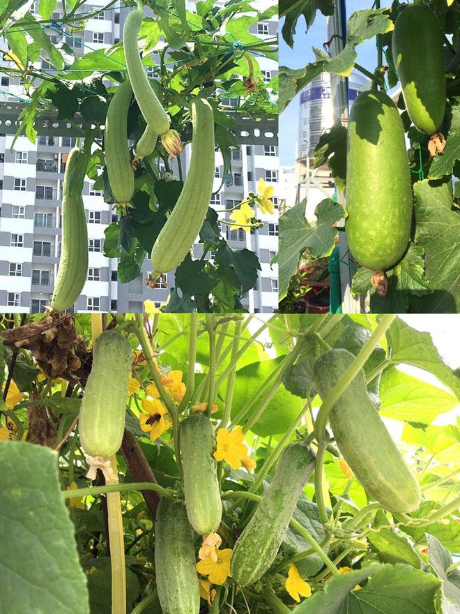Anh nông dân trồng dưa lưới trên sân thượng giữa Sài Gòn, thu cả tạ trái - 10 Anh nông dân trồng dưa lưới trên sân thượng giữa Sài Gòn, thu cả tạ trái - 10