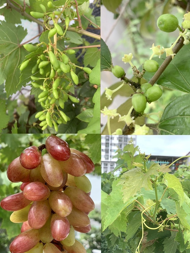 Anh nông dân trồng dưa lưới trên sân thượng giữa Sài Gòn, thu cả tạ trái - 11 Anh nông dân trồng dưa lưới trên sân thượng giữa Sài Gòn, thu cả tạ trái - 11